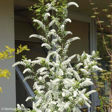 Prunus padus Le Thoureil - Cerezo de racimos