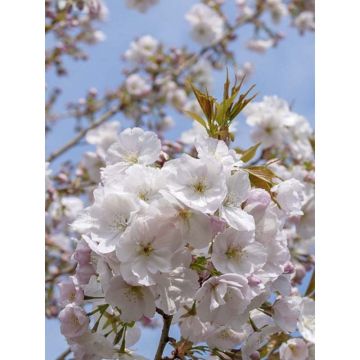 Cerezo japonés Sunset Boulevard - Prunus serrulata