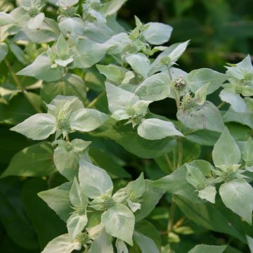 Menta de montaña - Pycnanthemum muticum