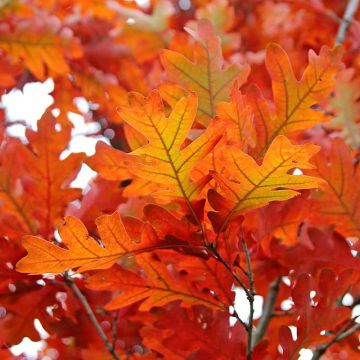 Quercus bimundorum Crimson Spire