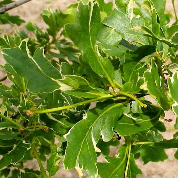 Quercus robur Argenteomarginata - Roble común