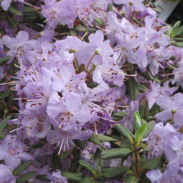 Rhododendron Blue Silver