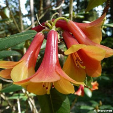 Rhododendron cinnabarinum