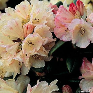 Rhododendron yakushimanum Dusty Miller