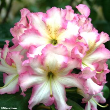 Rhododendron Melrose Flash - Rododendro en macetas de 4L./5L.