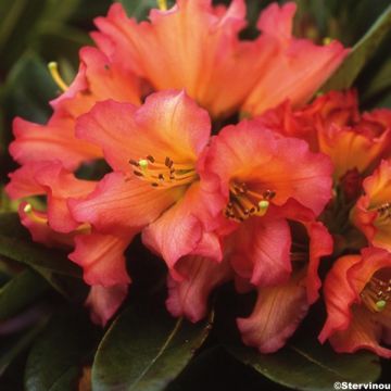 Rhododendron Unique Marmalade