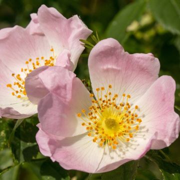 Rosa canina - Escaramujo