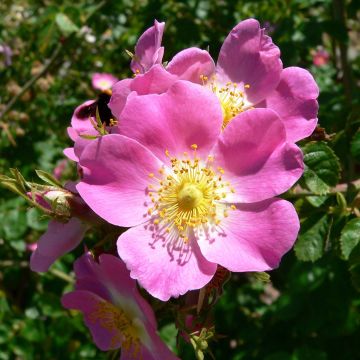 Rosa rubiginosa - Rosa mosqueta