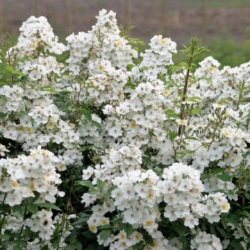 Rosal Rosalnatura Alba - Rosal paisajístico