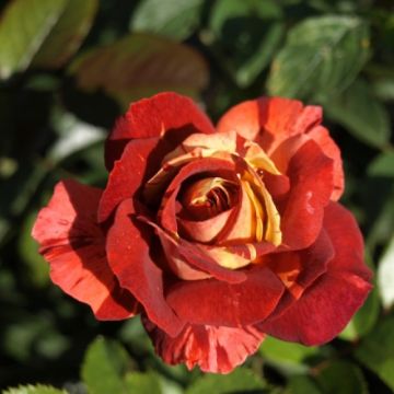 Rosal Poséidon (Rosal de pie alto)