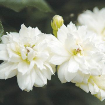 Rosa banksiae var. banksiae Alba Plena - Rosal de Banksia