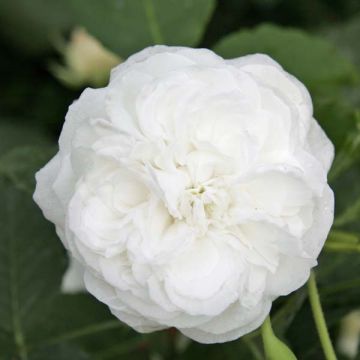 Rosal Boule de Neige