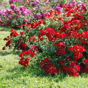 Rosal Rouge Cascade - Rosal tapizante