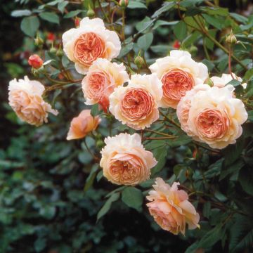 Rosal A Shropshire Lad