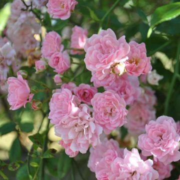 Rosa banksiae Rosea - Rosal de Banksia