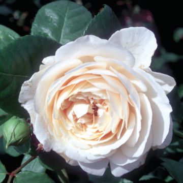 Rosal Fragrant old white