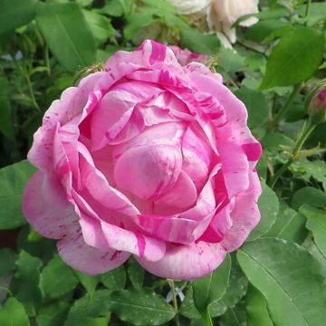 Rosal gallica Gros Provins Panaché - Rosal de Castilla