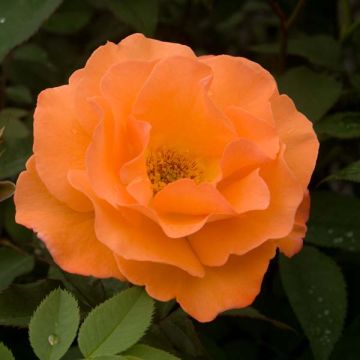 Rosal Orange Climber - Rosal trepador