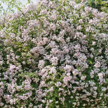 Rosal Paul's Himalayan Musk - Rosal liana