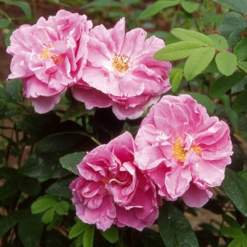 Rosal rugosa Thérèse Bugnet