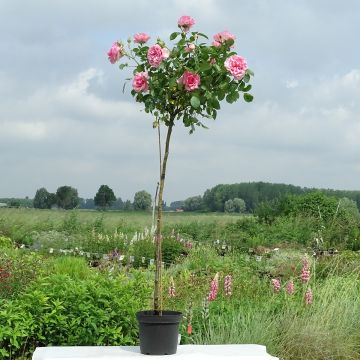 Rosal Côté jardin Orapent (Rosal de pie alto)