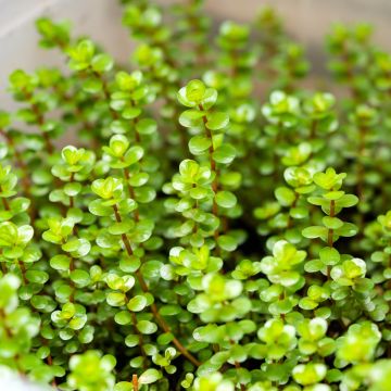 Rotala rotundifolia Green