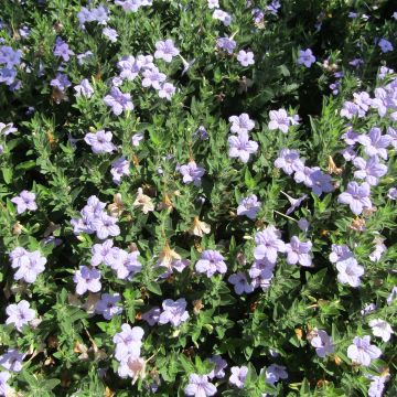 Ruellia humilis - Petunia silvestre