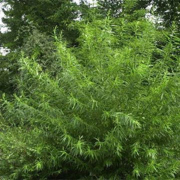 Salix viminalis - Mimbrera blanca