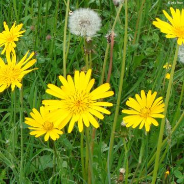 Barba cabruna - Tragopogon pratensis