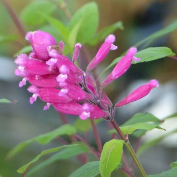 Salvia involucrata Bethelii