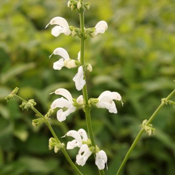 Salvia pratensis Swan Lake - Salvia de prados