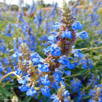 Salvia uliginosa African Skies - Salvia celeste