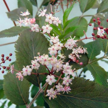 Saúco negro Thundercloud - Sambucus nigra