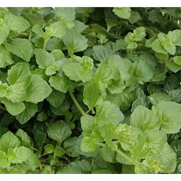 Ajedrea Indian Mint - Satureja douglasii