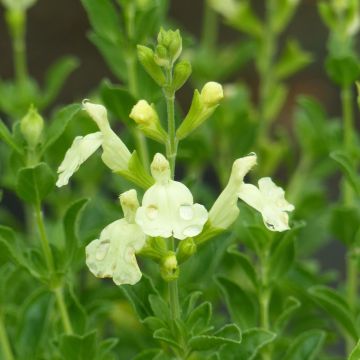 Salvia jamensis Suncrest Lemon Light