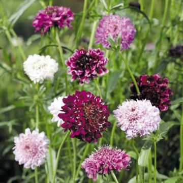 Scabiosa atropurpurea Mix