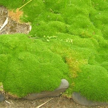 Scleranthus uniflorus - Musgo de Nueva Zelanda