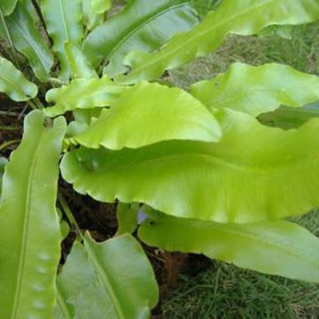 Phyllitis scolopendrium - Escolopendra