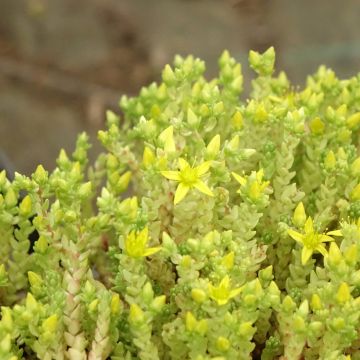 Sedum acre Yellow Queen - Sedo