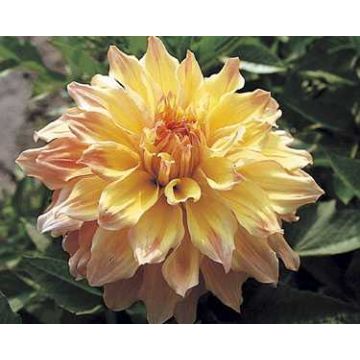 Dalia decorativa Shirley Jan