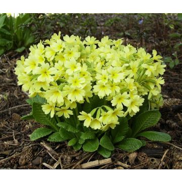 Primula elatior Colibri Light Yellow