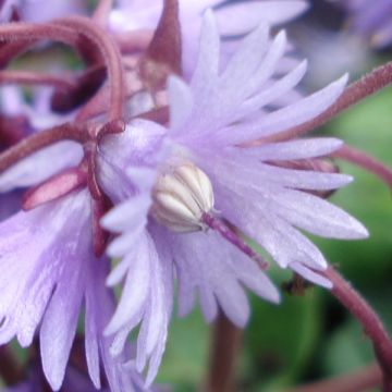 Soldanella villosa