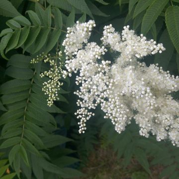 Sorbaria sorbifolia - Falsa Spiraea