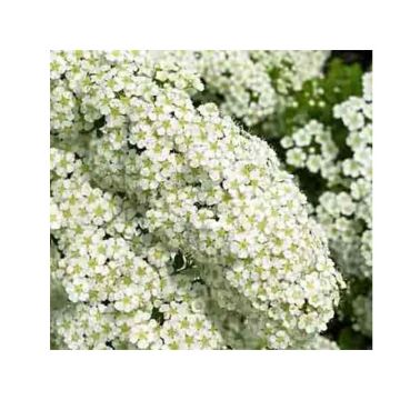 Espirea nipponica Halwards Silver