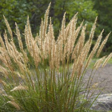 Stipa calamagrostis Allgäu