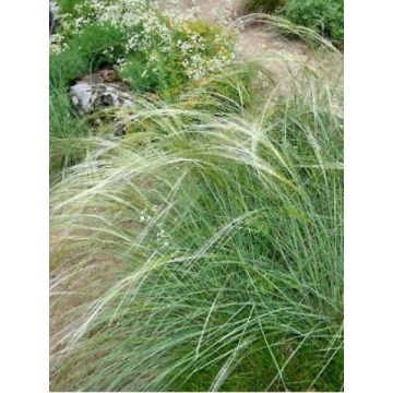 Stipa capillata