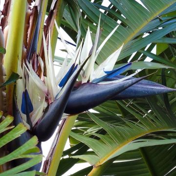 Strelitzia nicolai - Estrelitzia gigante