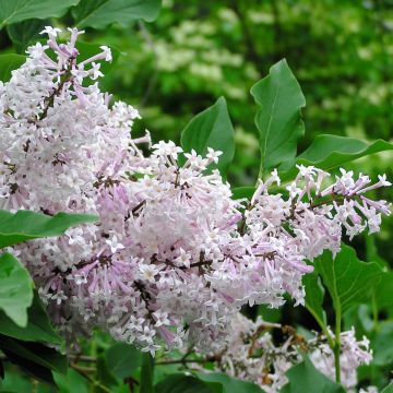 Lila Miss Kim - Syringa patula