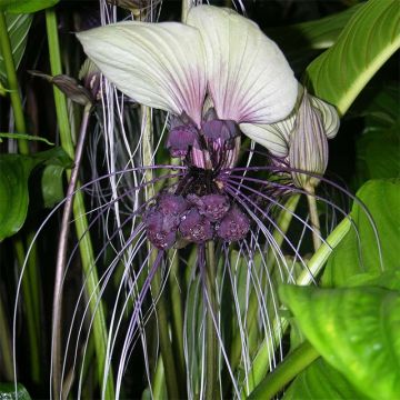 Tacca integrifolia - Flor murciélago blanca