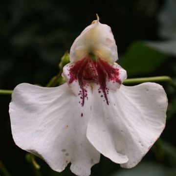 Impatiens tinctoria - Alegría